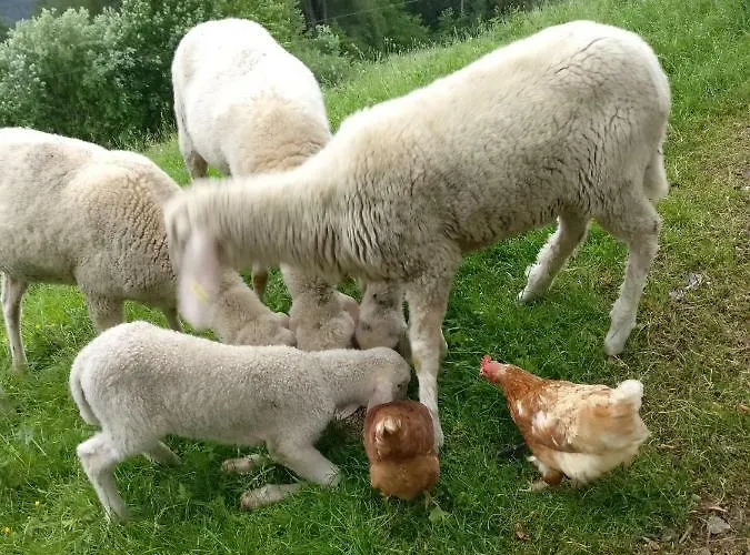 Haus Falkner Privat bolig Mutters