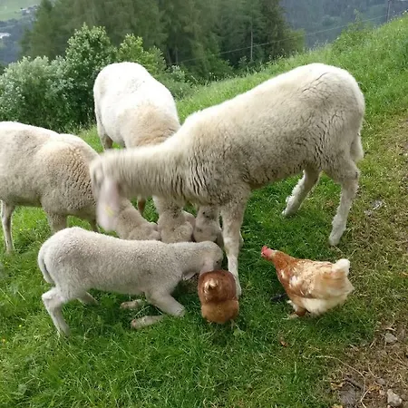 Haus Falkner Quarto em Acomodações Particulares Mutters
