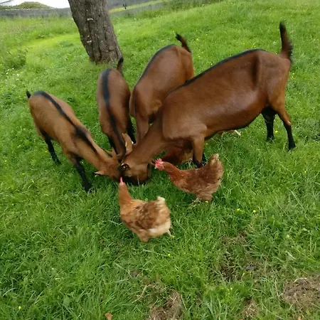 Quarto em Acomodações Particulares Haus Falkner